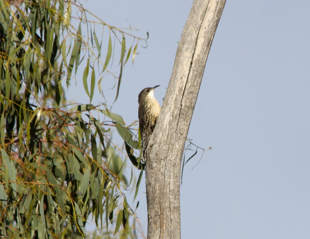 White-throated Treecreeper (Cormobates leucophaea)