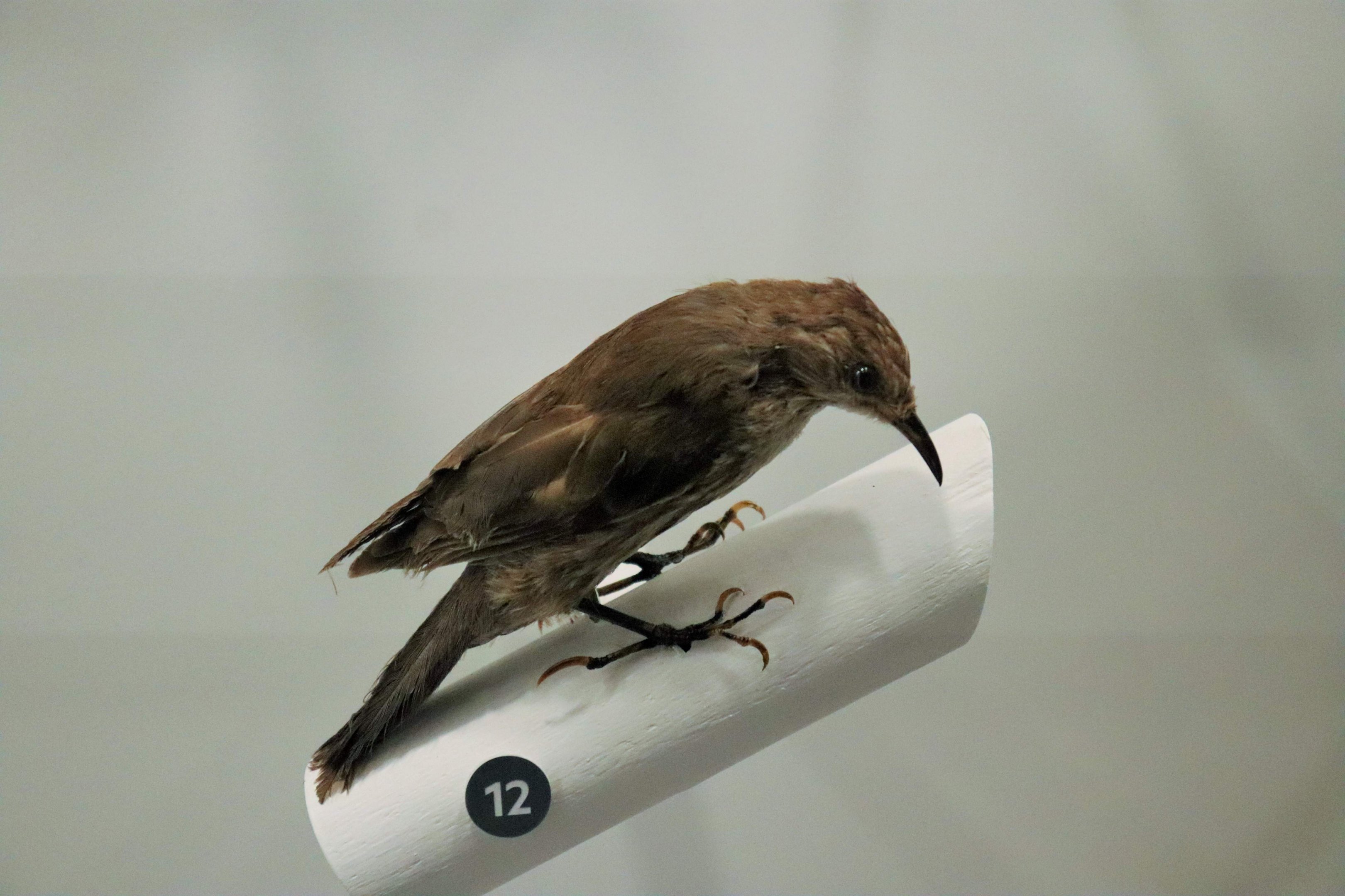 White-throated Treecreeper (Cormobates leucophaea)