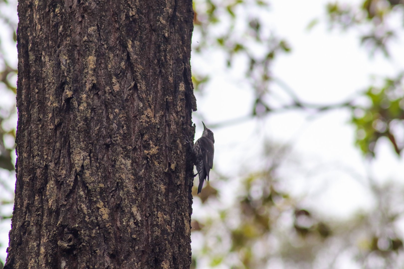White-throated Treecreeper (Cormobates leucophaea)