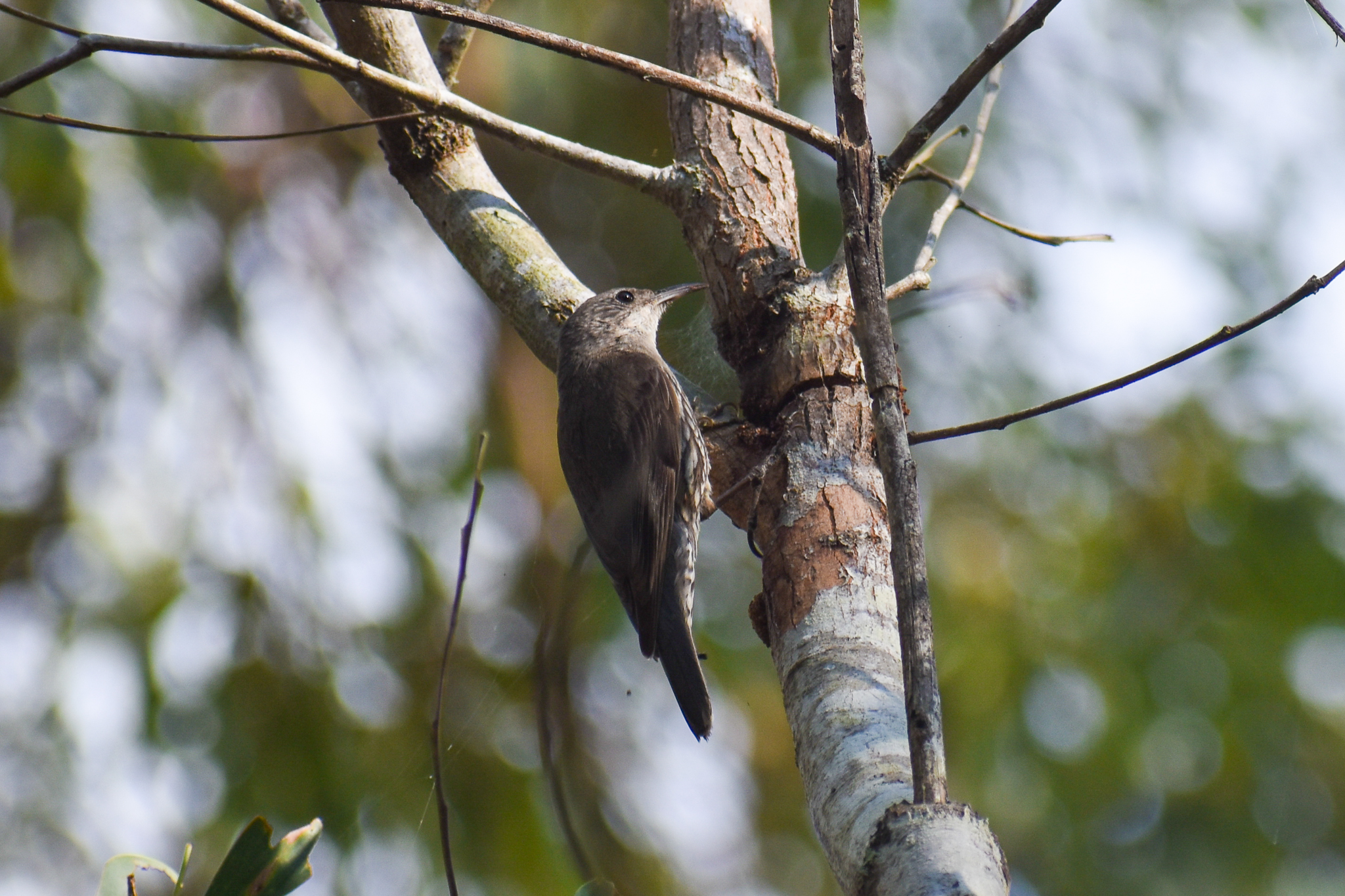 White-throated Treecreeper (Cormobates leucophaea)