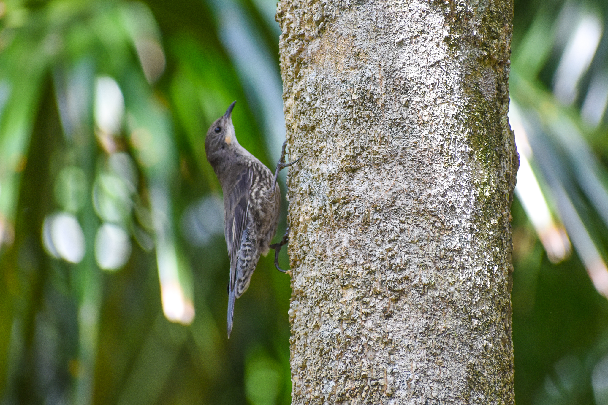 White-throated Treecreeper (Cormobates leucophaea)