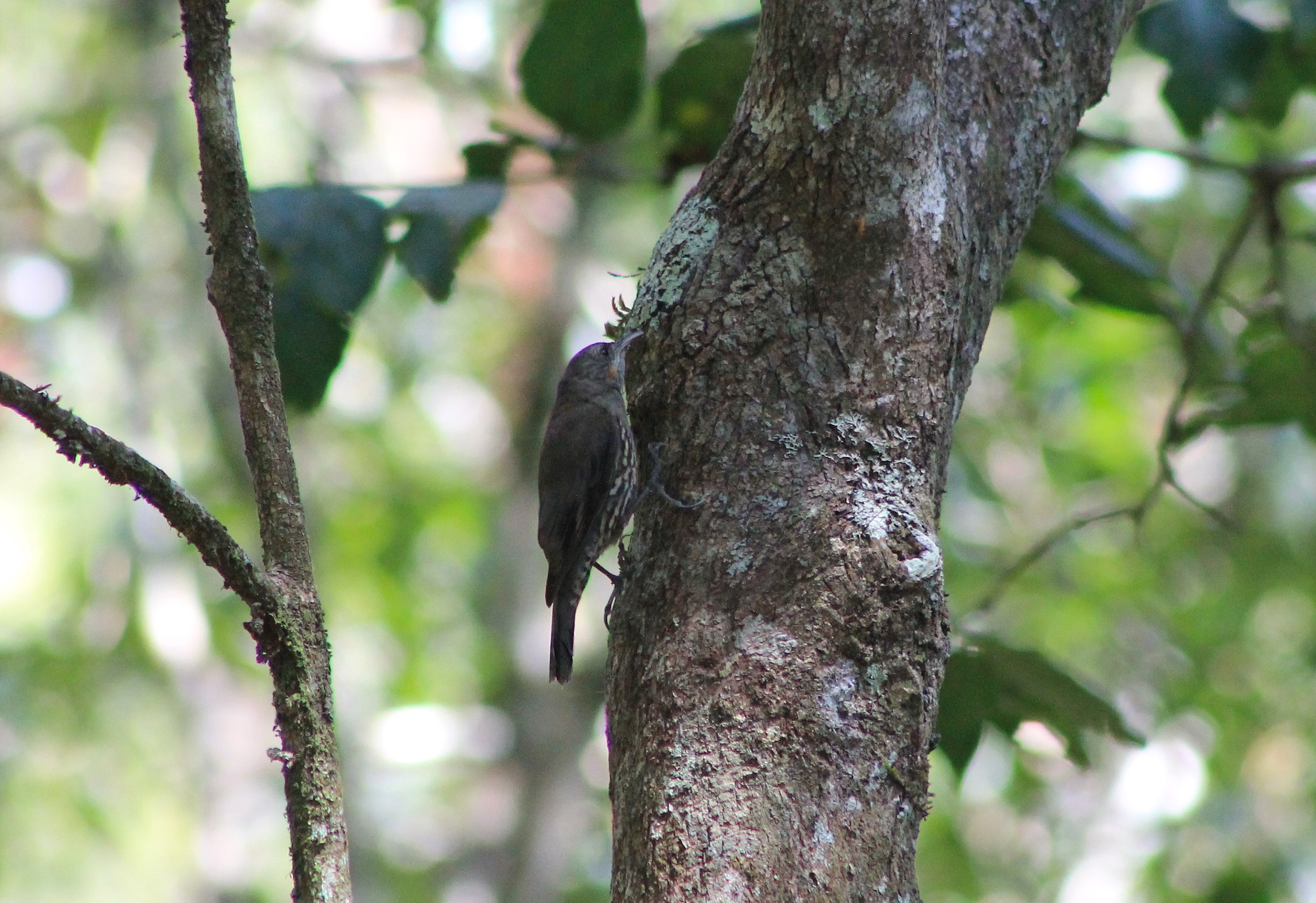 White-throated Treecreeper (Cormobates leucophaea)