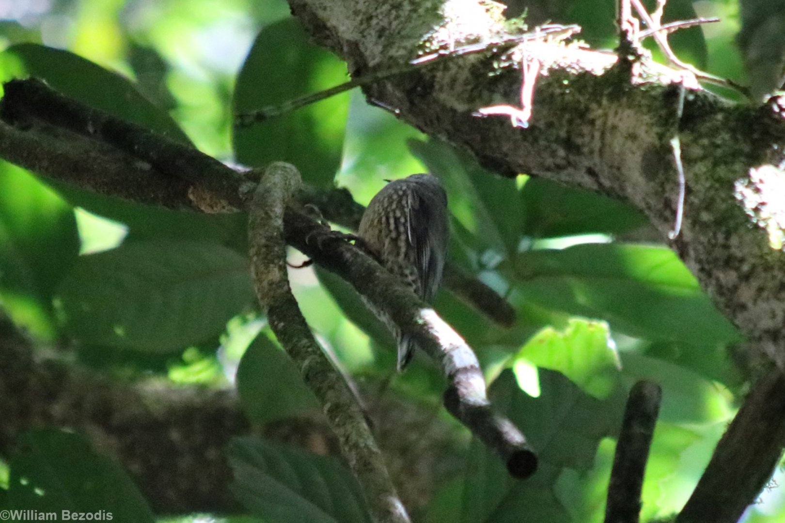 White-throated Treecreeper - Lake Eacham