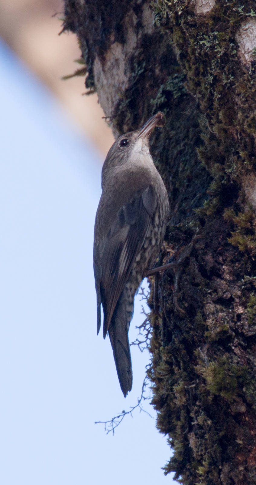 White-throated Treecreeper (ssp. minor)