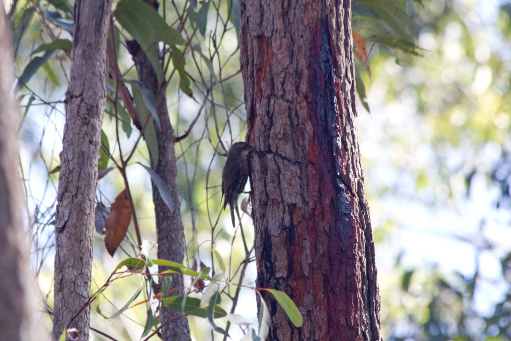 White-throated Treecreeper