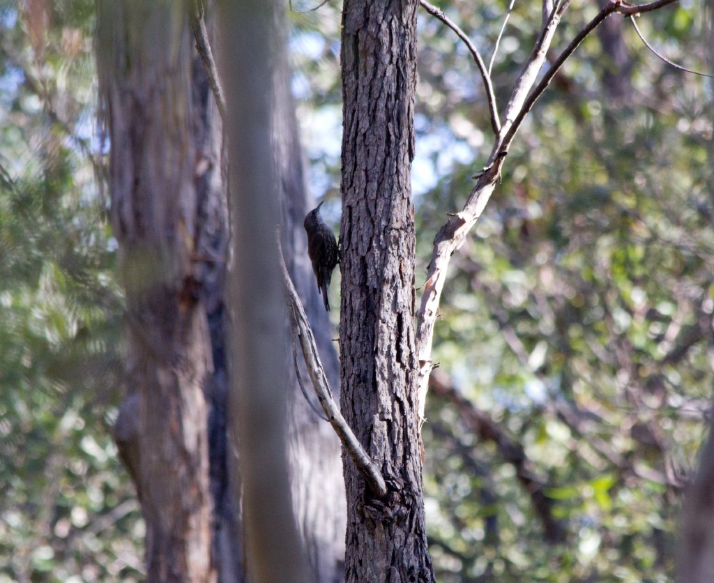 White-throated Treecreeper