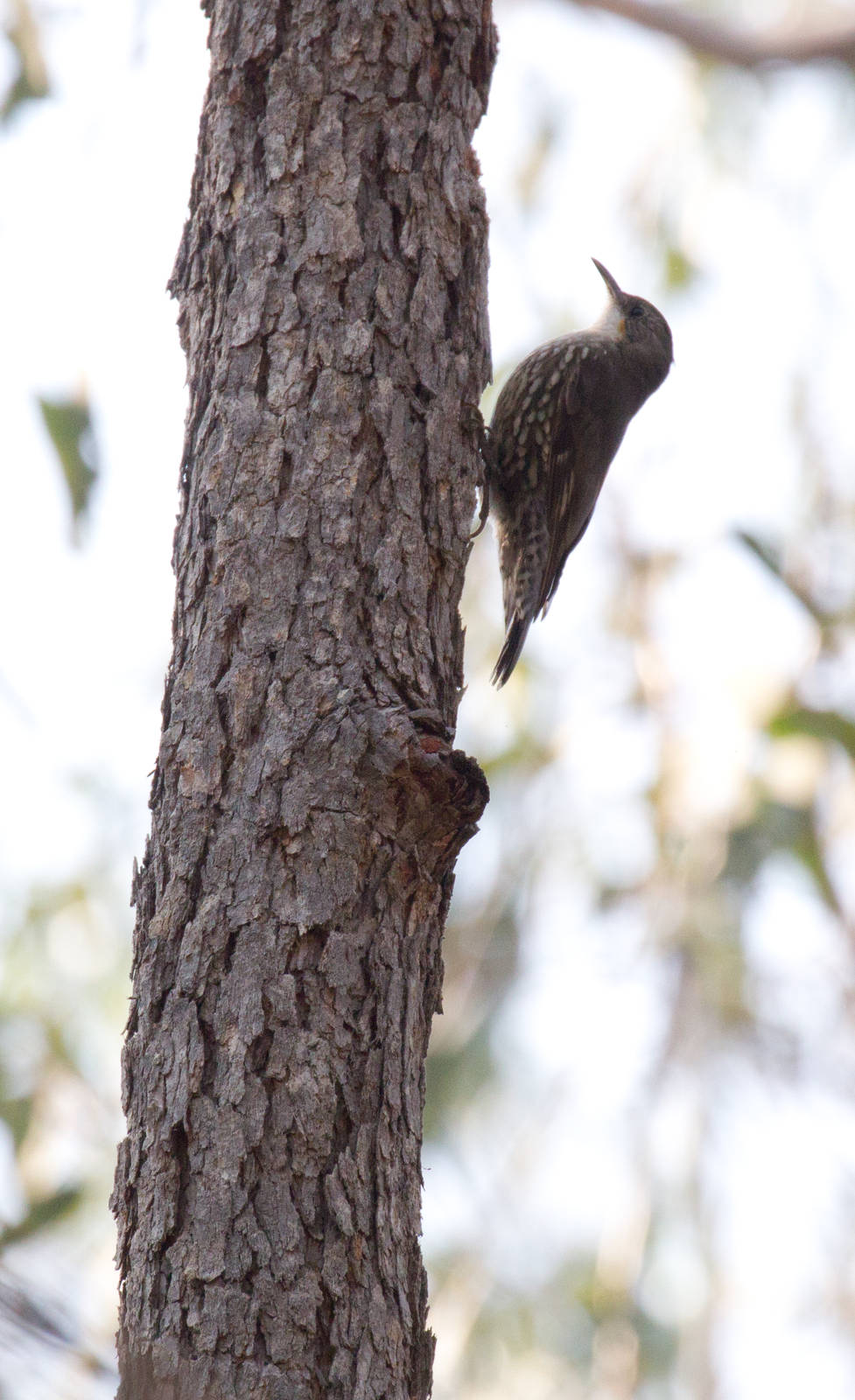 White-throated Treecreeper