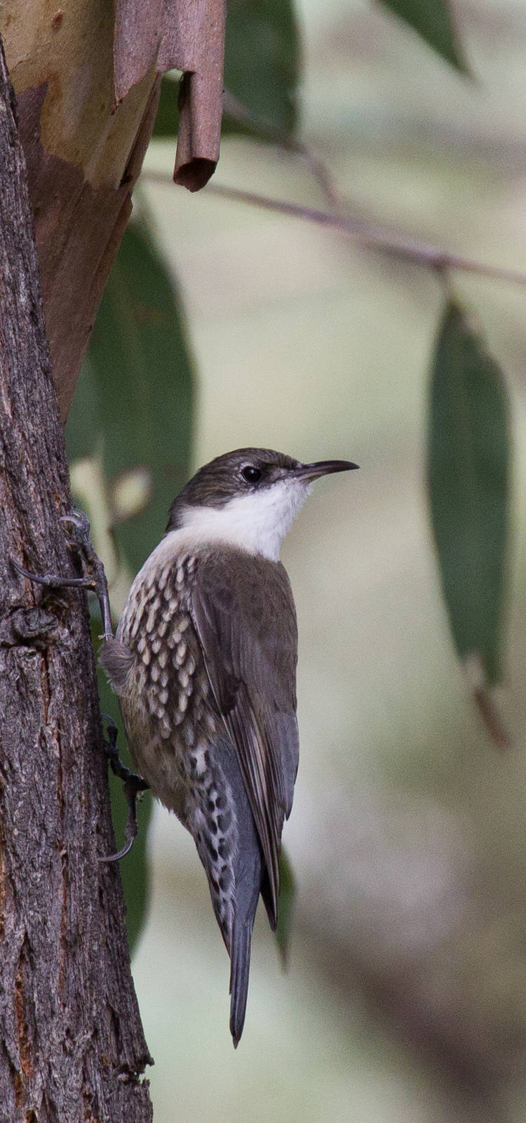 White-throated Treecreeper