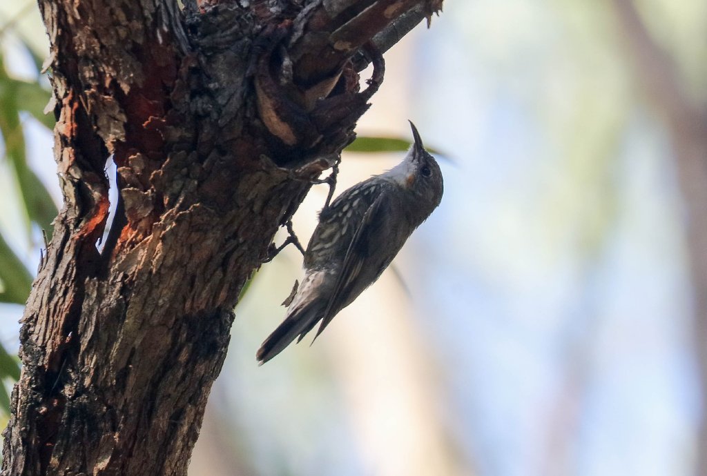 White-throated Treecreeper