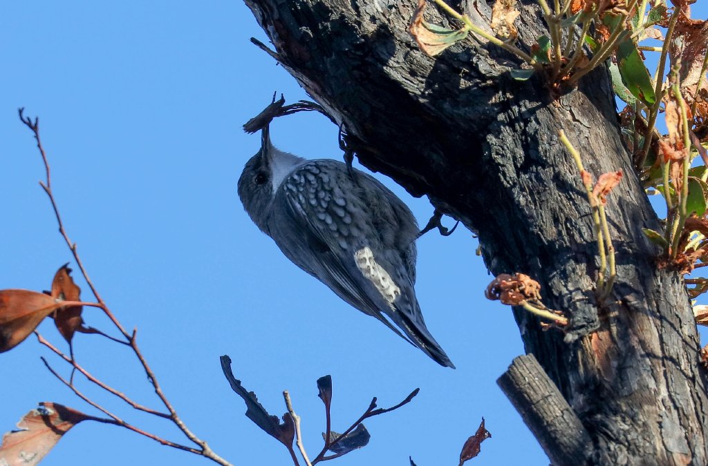 White-throated Treecreeper