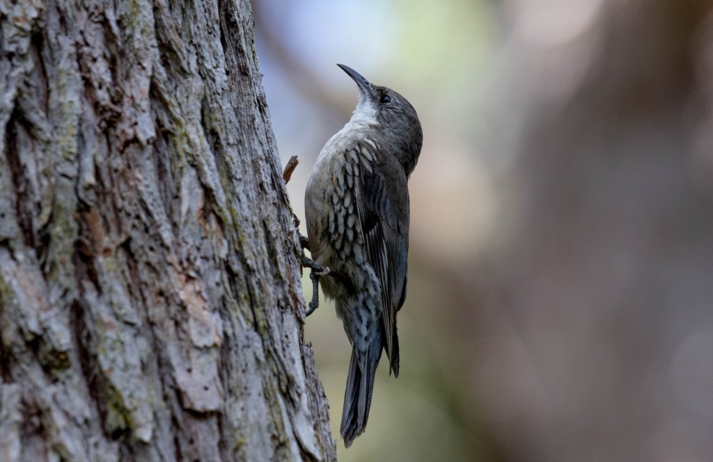 White-throated Treecreeper
