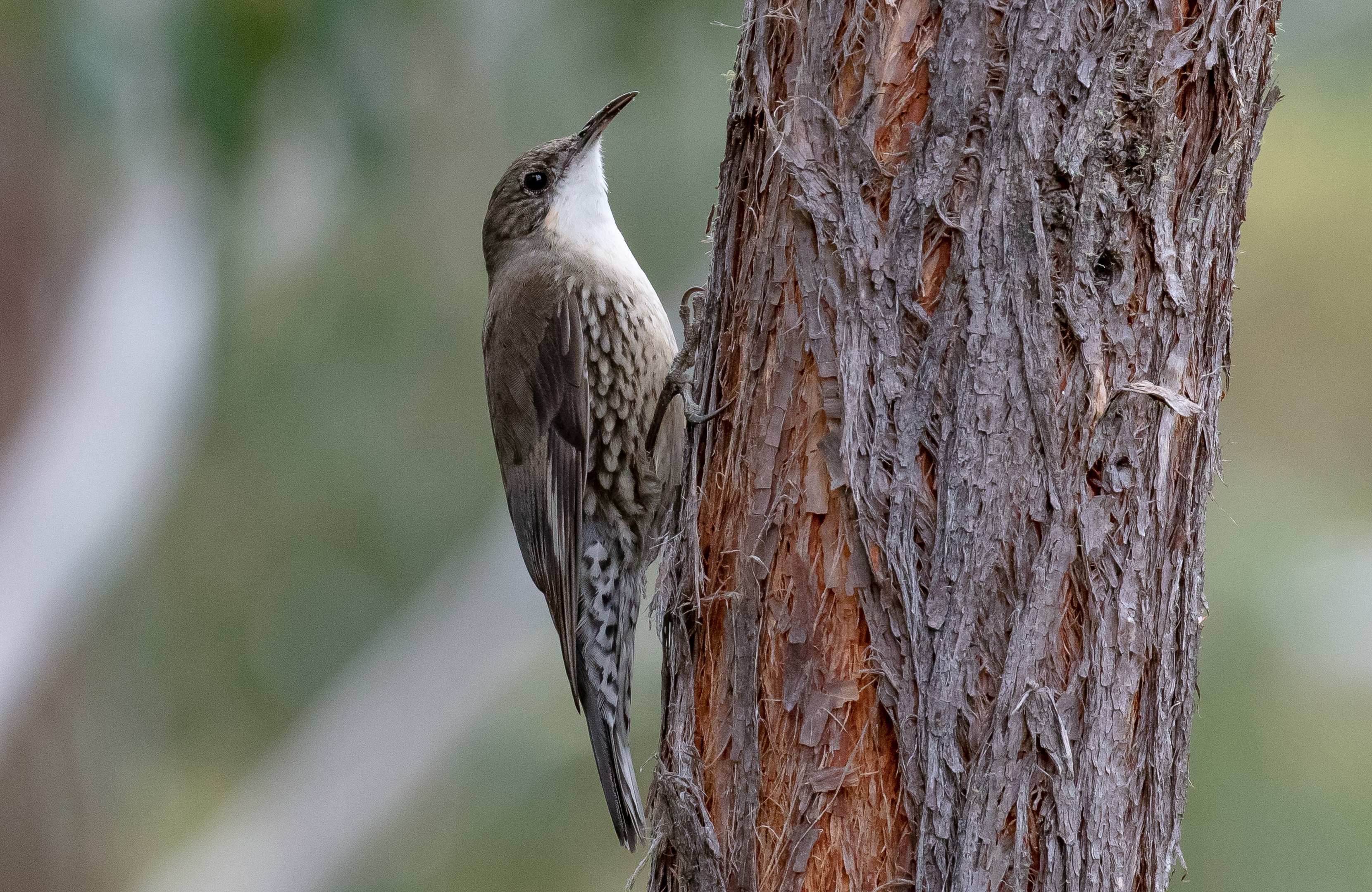 White-throated Treecreeper