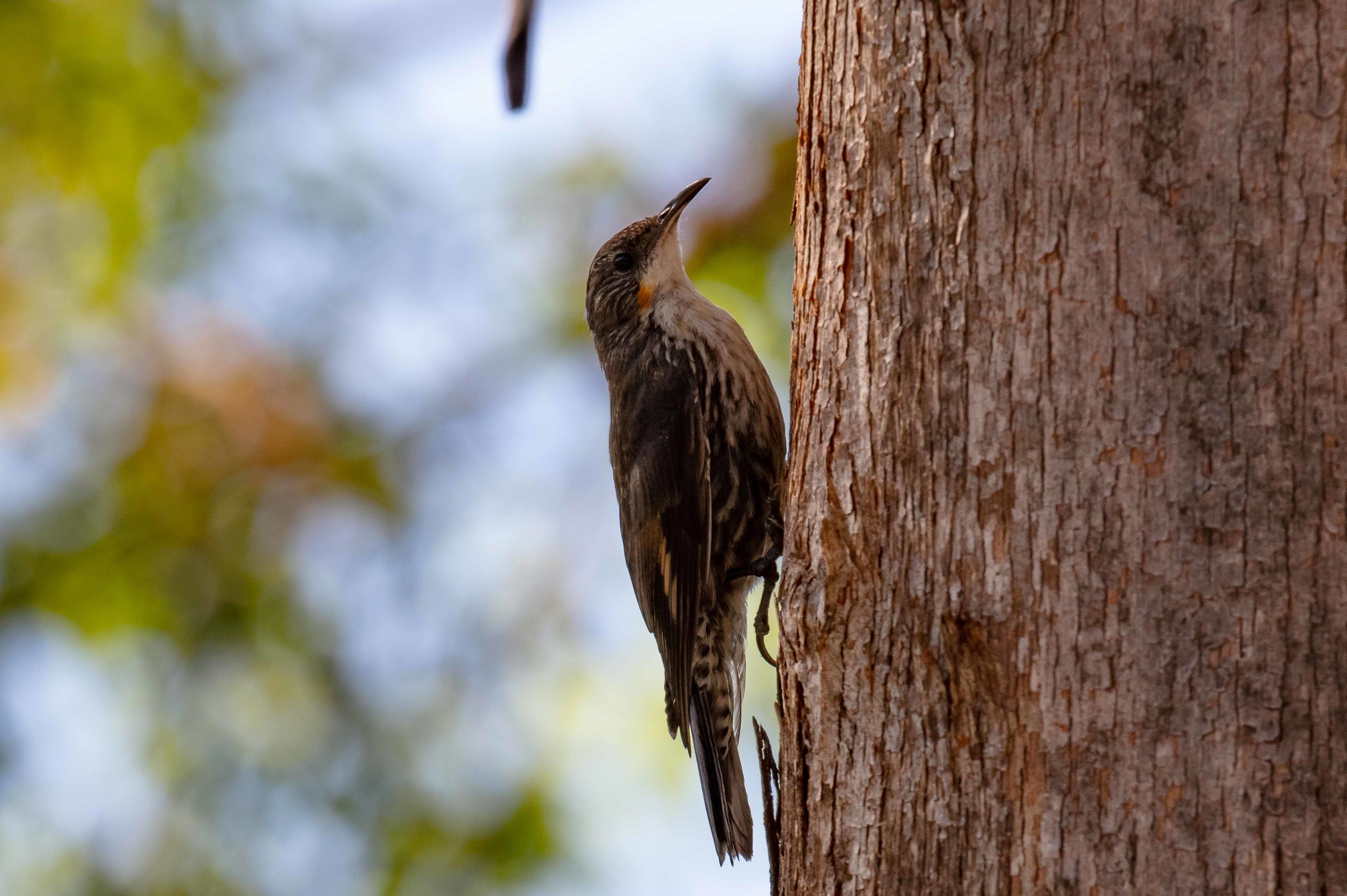 White-throated Treecreeper