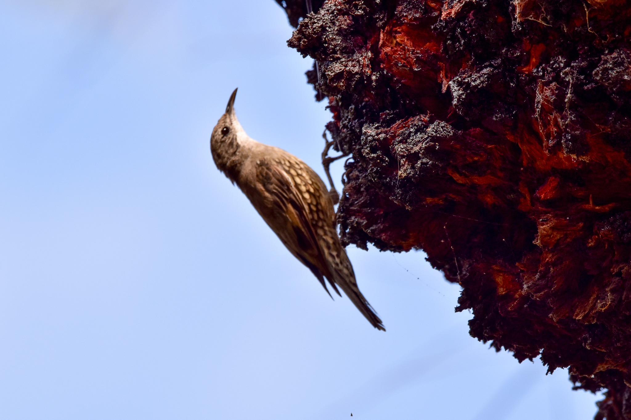 White-throated Treecreeper