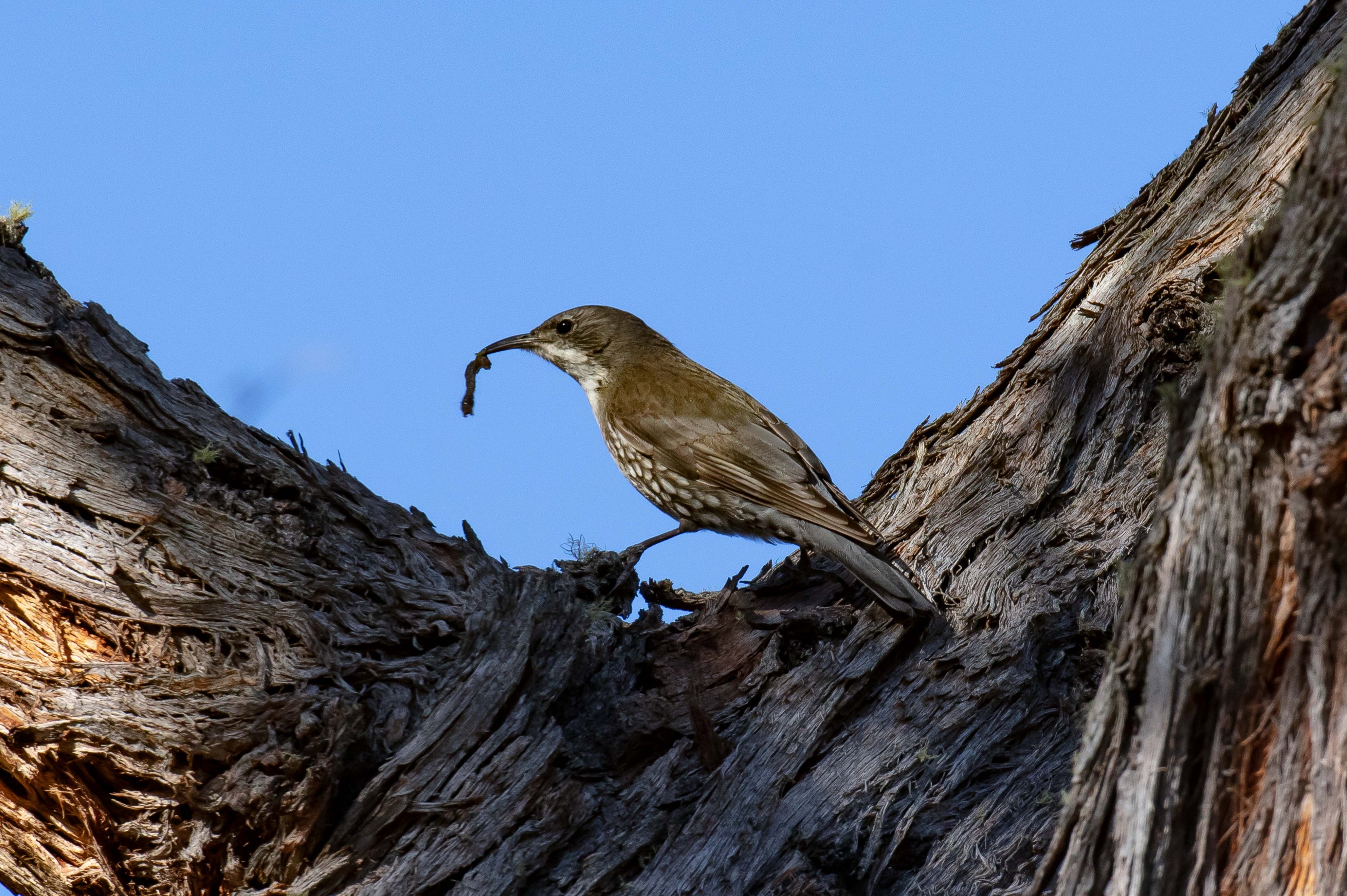 White-throated Treecreeper