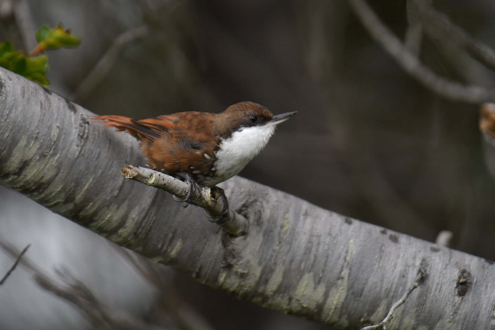 White-throated Treerunner (Pygarrhichas albogularis)
