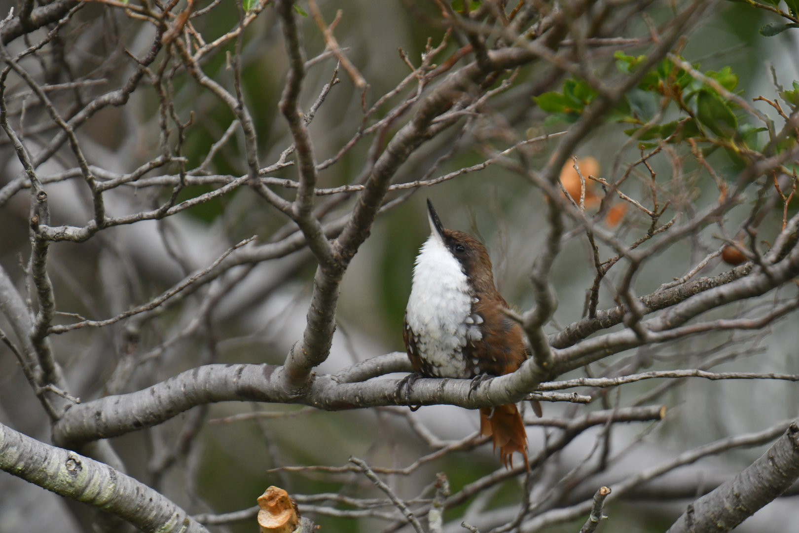 White-throated Treerunner (Pygarrhichas albogularis)