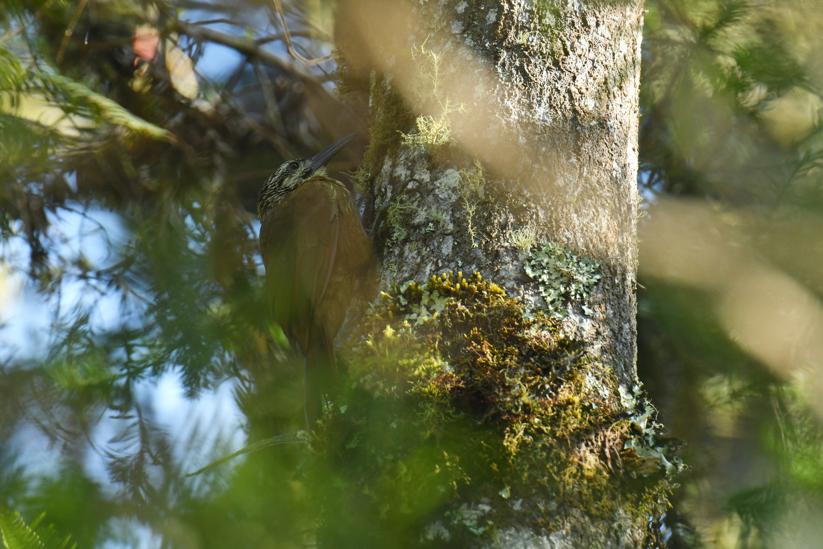 White-throated Woodcreeper Xiphocolaptes albicollis