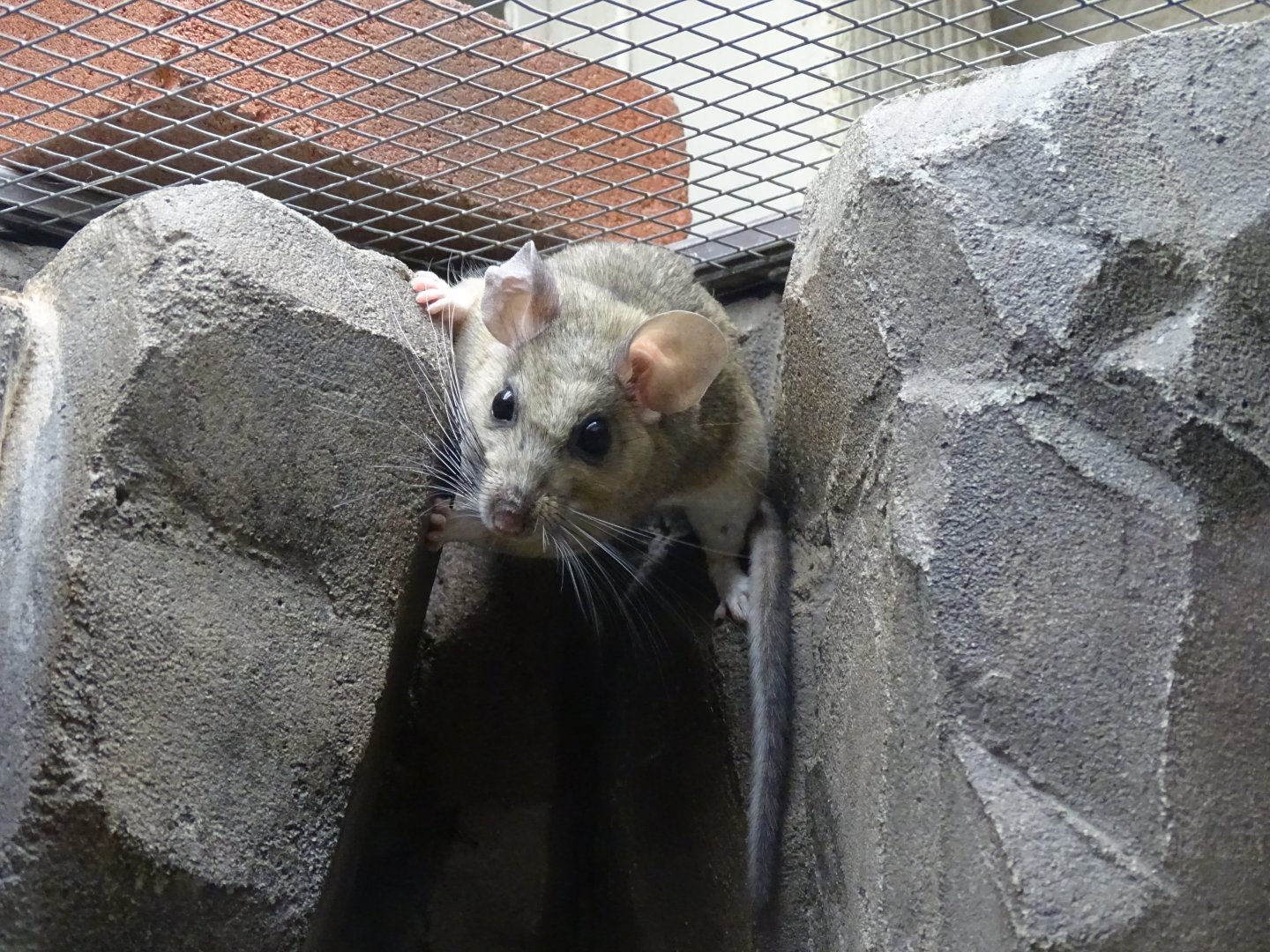 White-throated woodrat (Neotoma albigula)