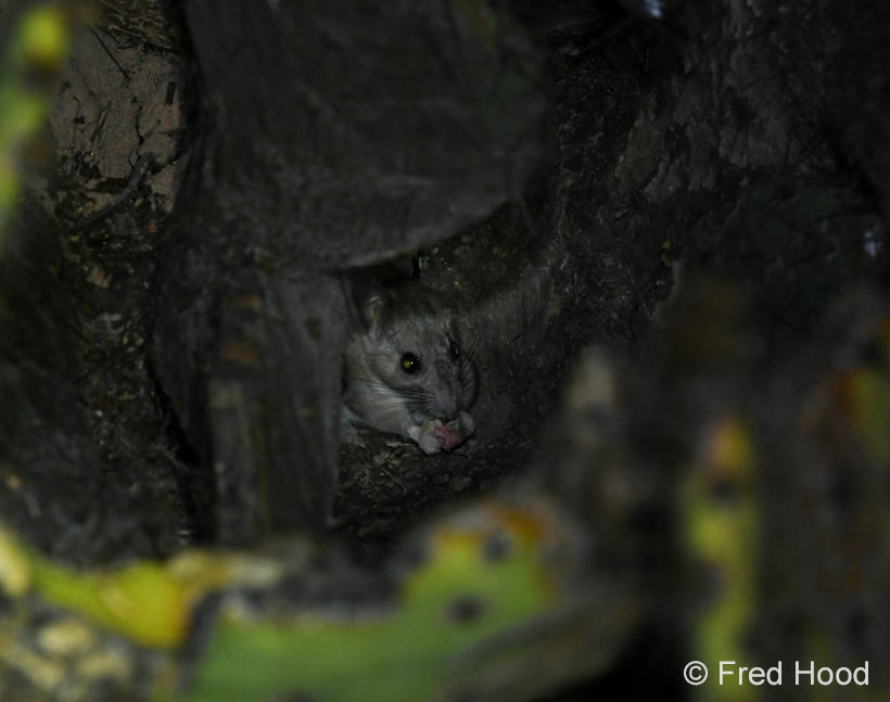 white throated woodrat (pack rat)
