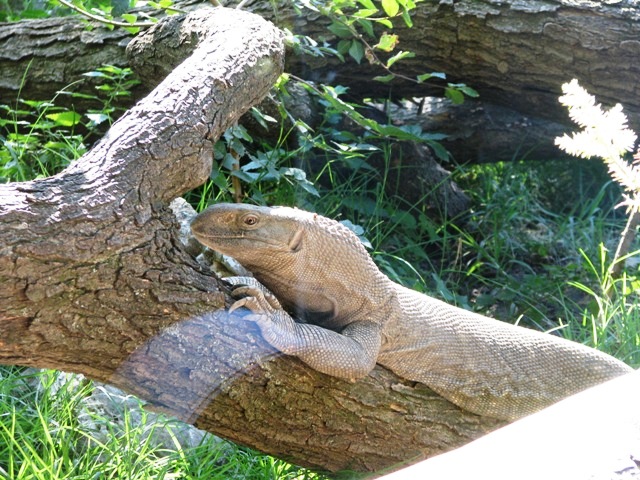 White-throated_monitor
