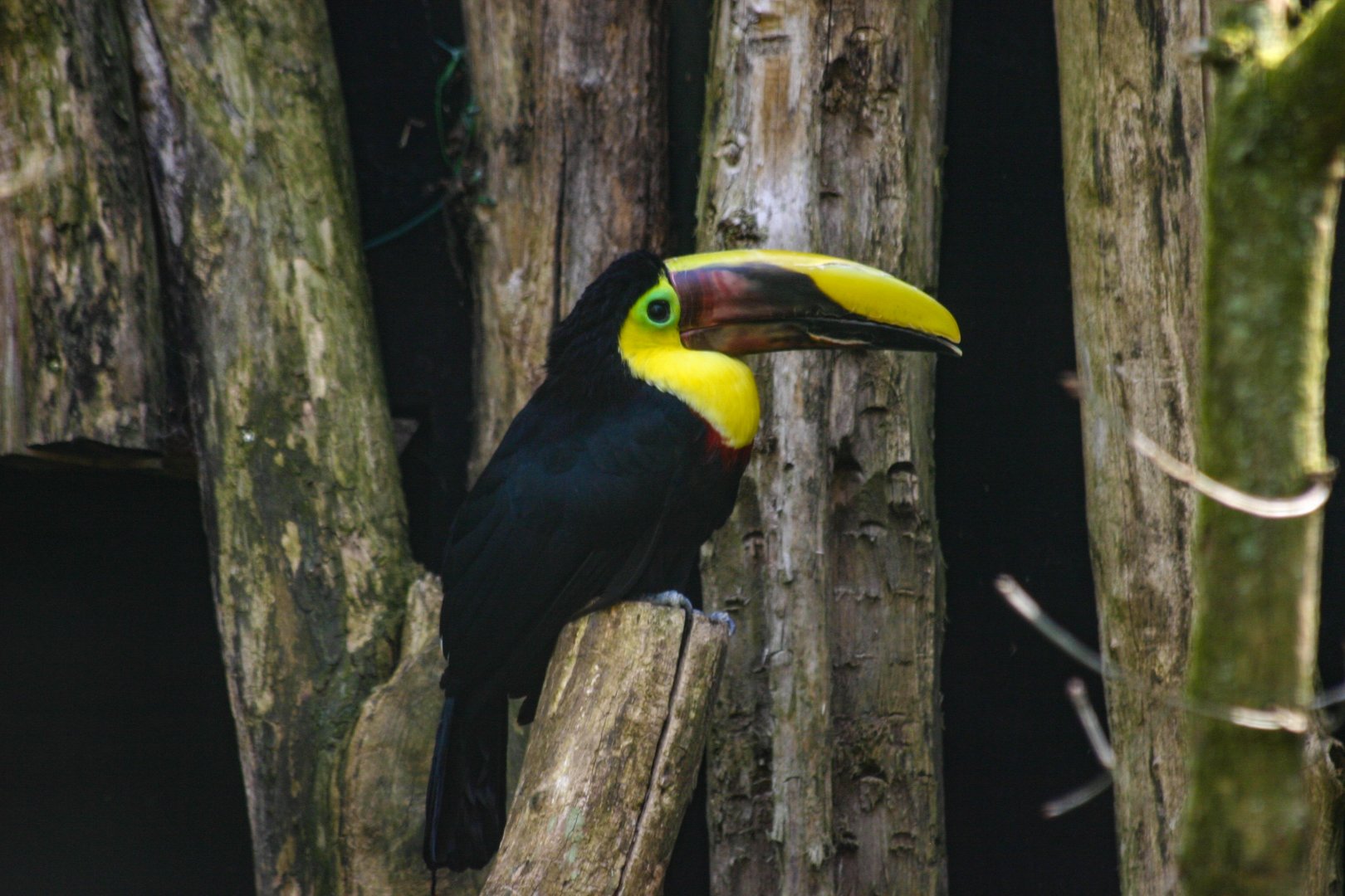White-throted toucan (Ramphastos tucanus)