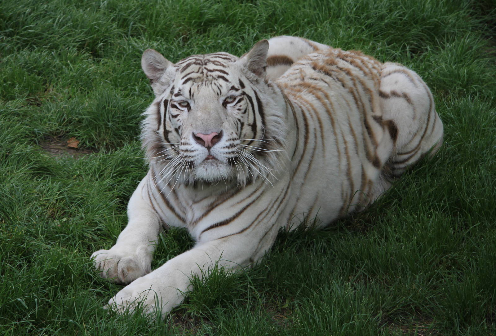 White Tiger 1-6-14