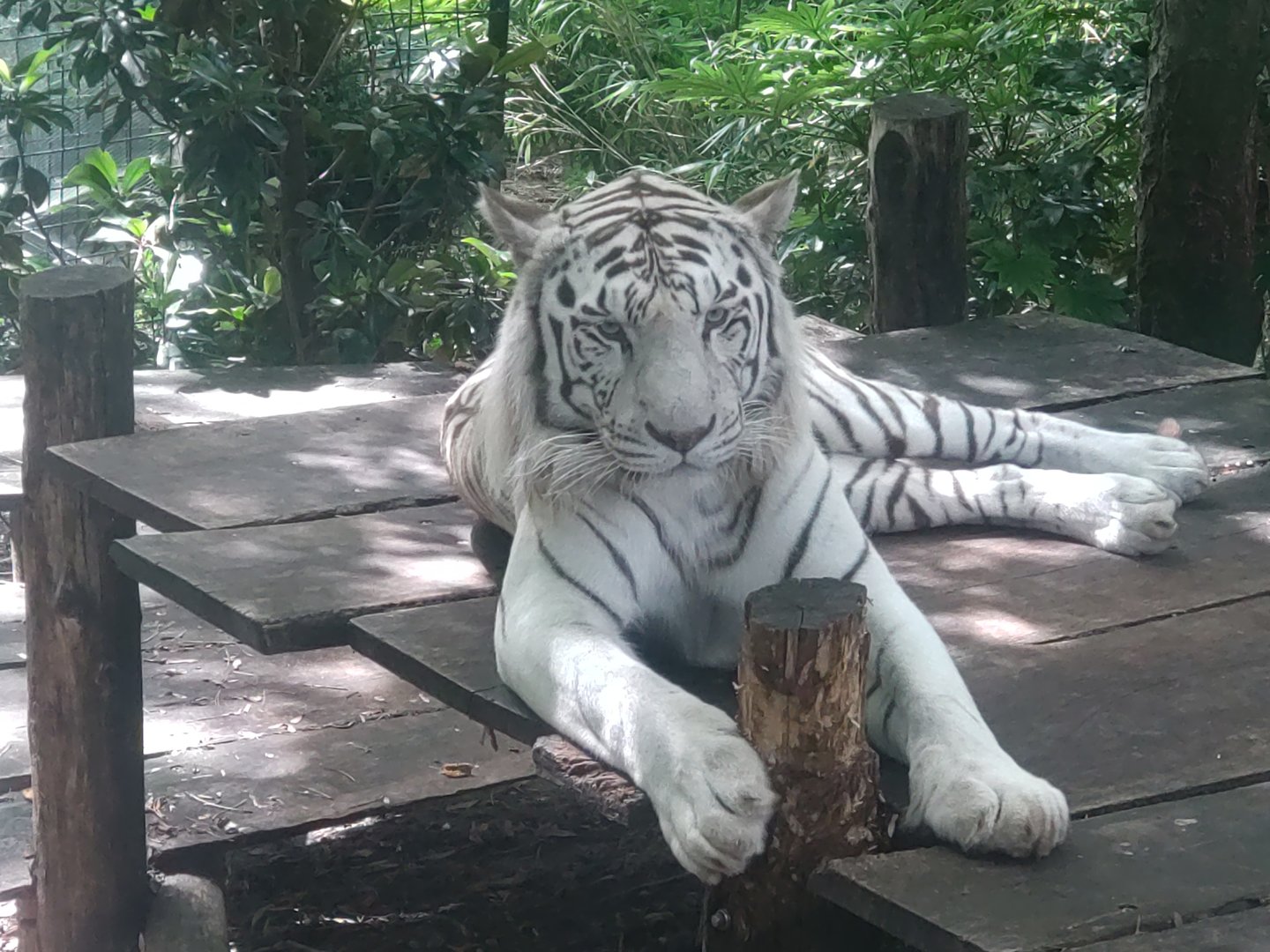 White Tiger 13/8/23