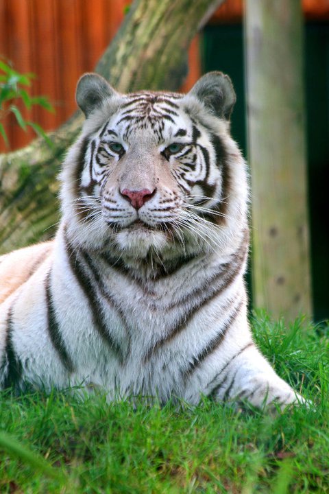 White Tiger - 15-01-2011