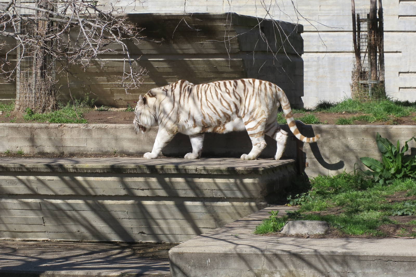White Tiger 150216