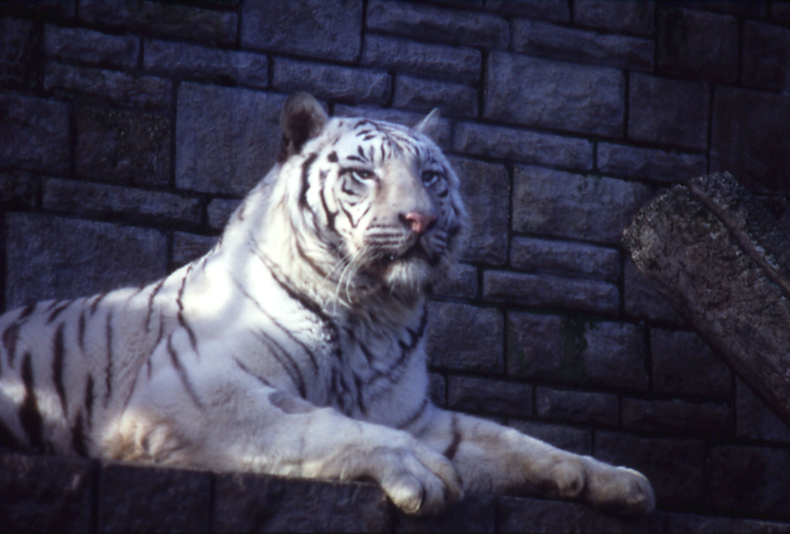 White Tiger - 1984