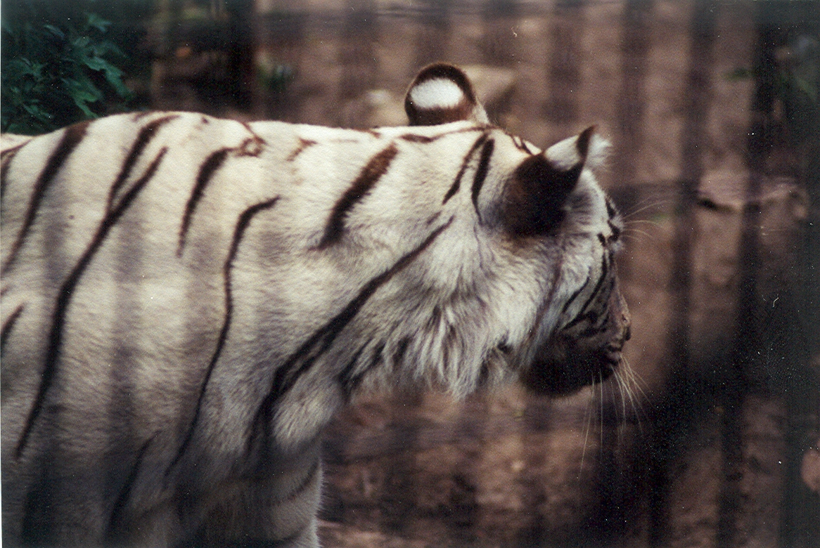 White Tiger - 1999