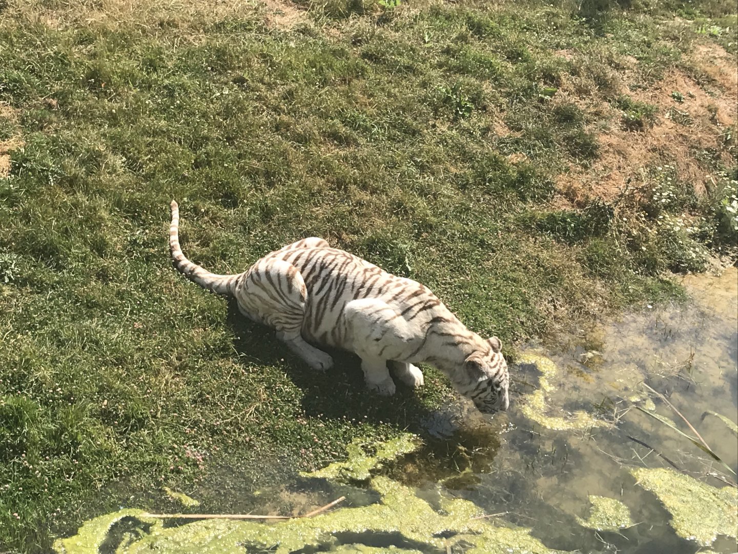 White tiger (2019)
