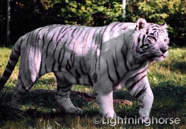 White Tiger 21