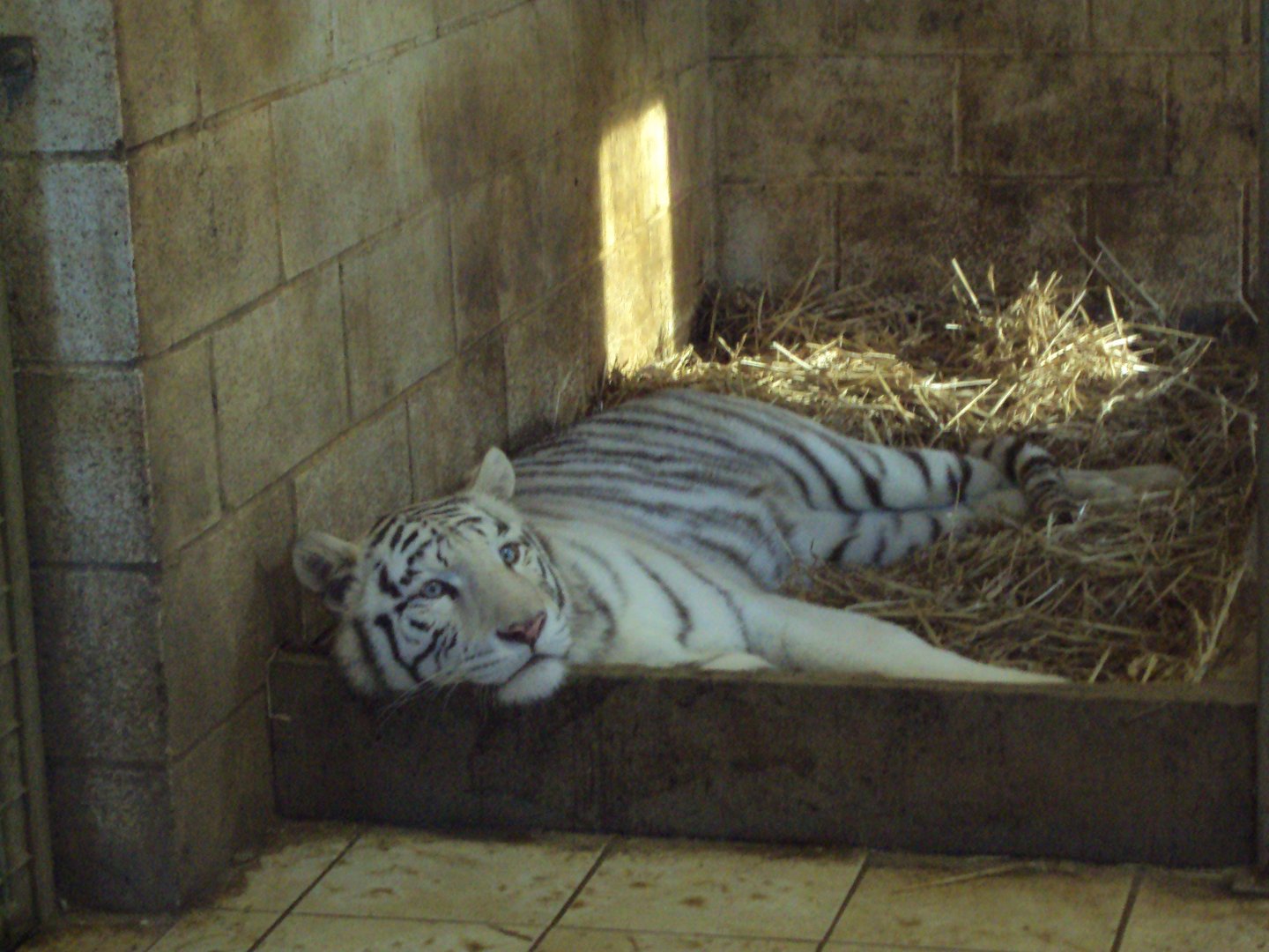 White Tiger 22/12/2019