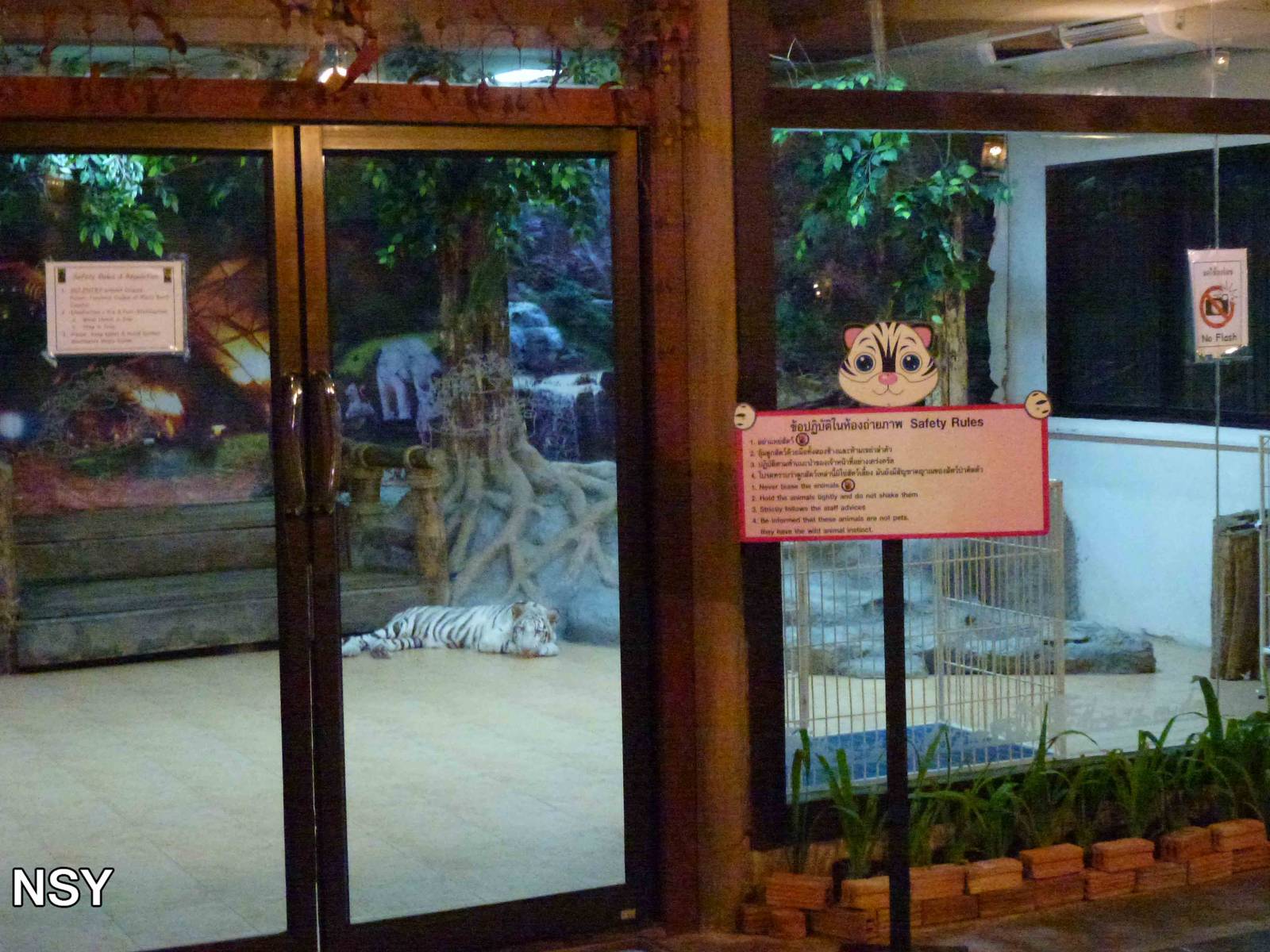 White tiger - a photo prop, June 2013.