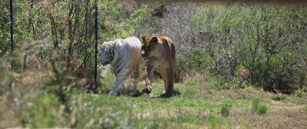 white tiger and lion