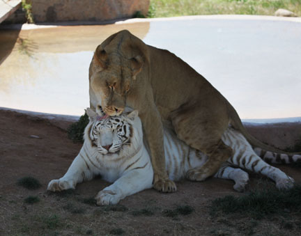 white tiger and lion