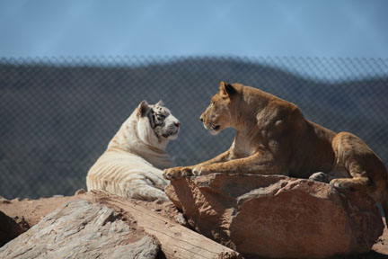 white tiger and lioness