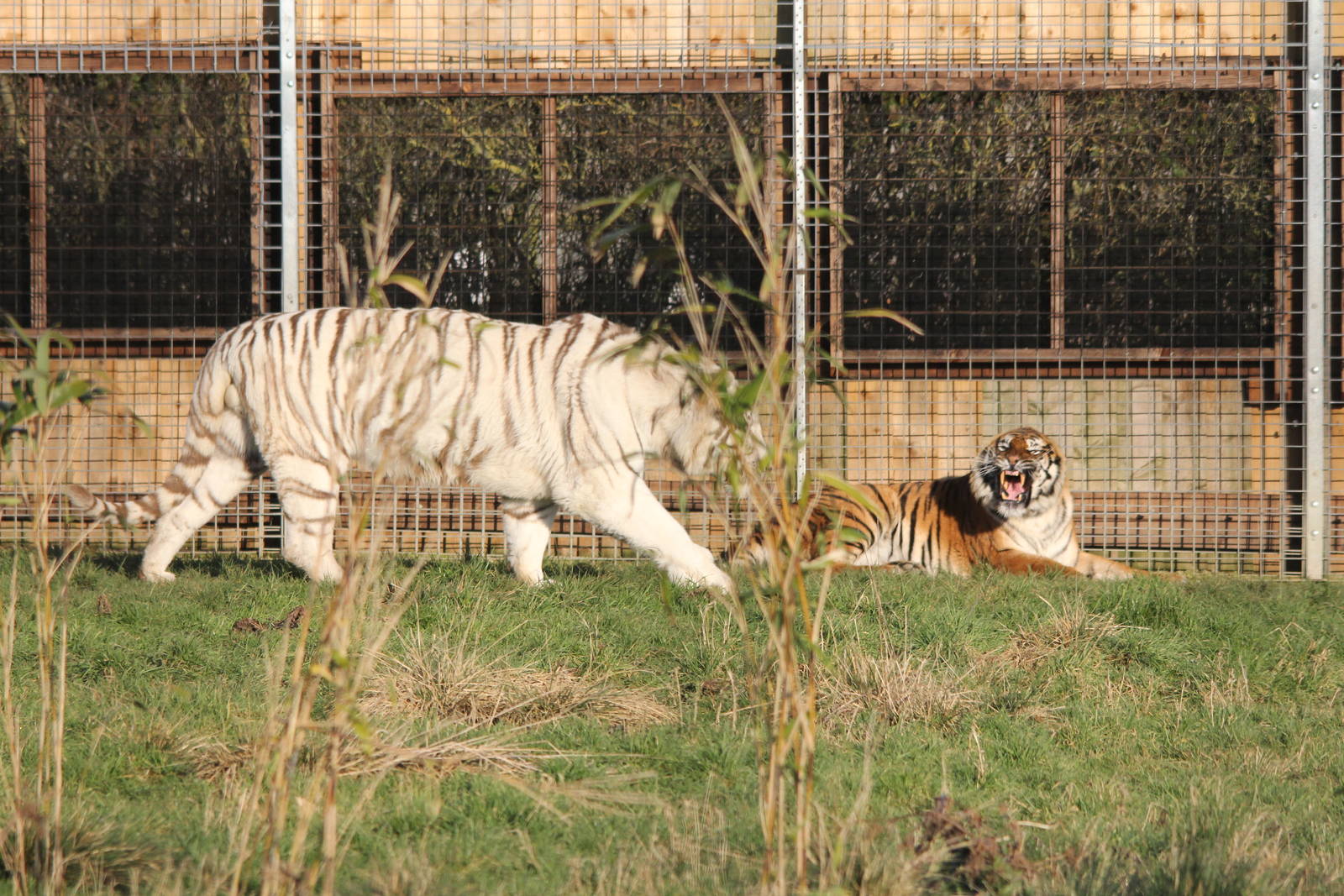 White tiger and normal Tiger 31-12-14