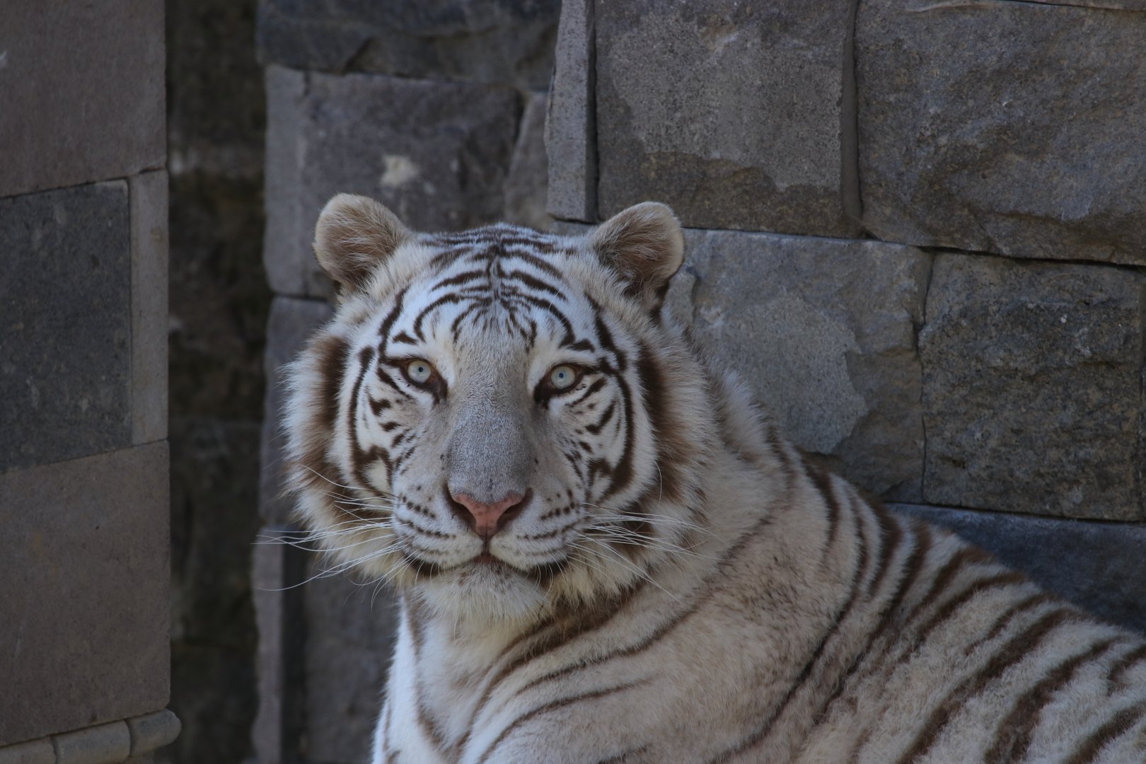 White Tiger (April 2019)
