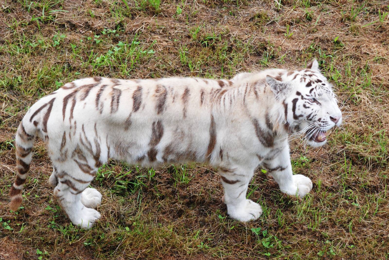 White Tiger at Cabarceno, 11/06/15