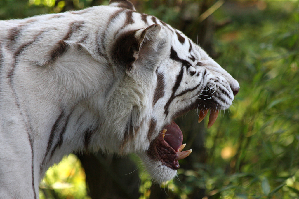 White Tiger at Colchester 21/10/08