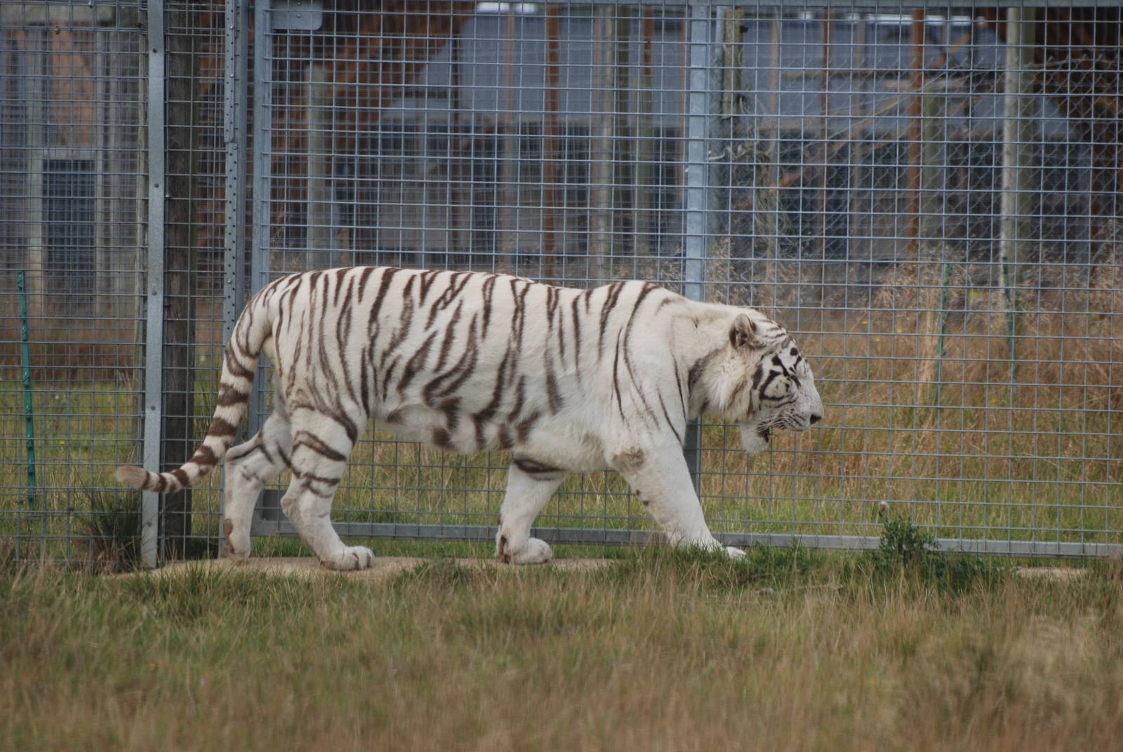 White Tiger at Hamerton, 08/10/11
