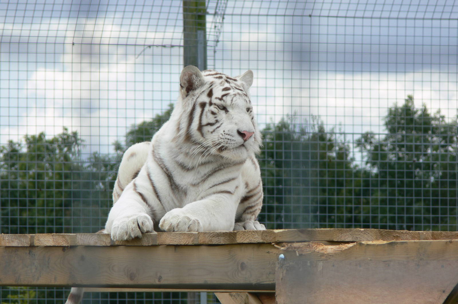 White Tiger at Hamerton Zoo, 23/08/14