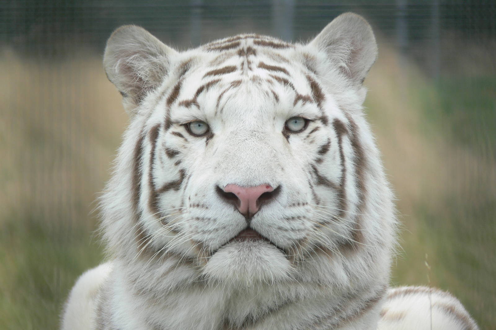 White Tiger at Hamerton Zoo, 23/08/14