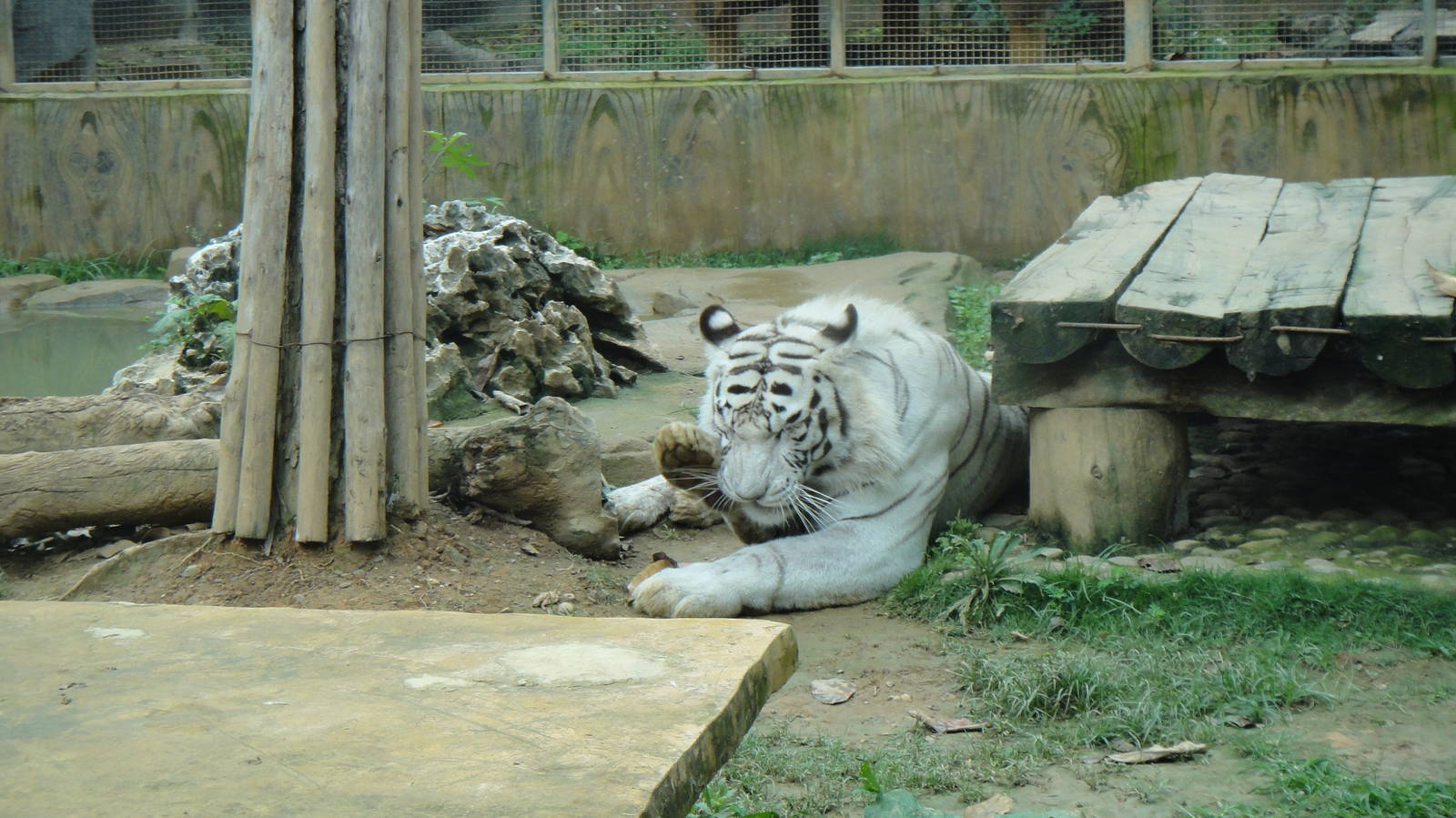 White tiger at Nanning zoo 2013-4-27