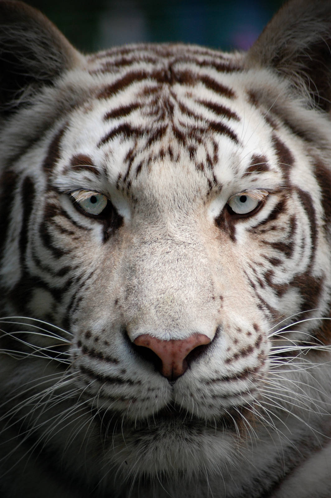 White tiger at Paradise Wildlife Park