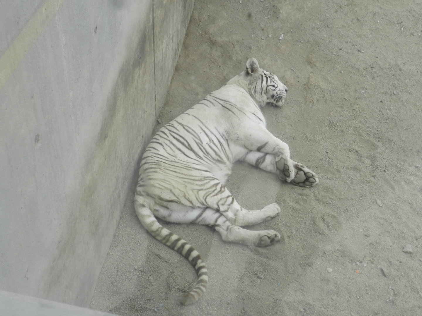White tiger at rest - Parque Zoológico Huachipa