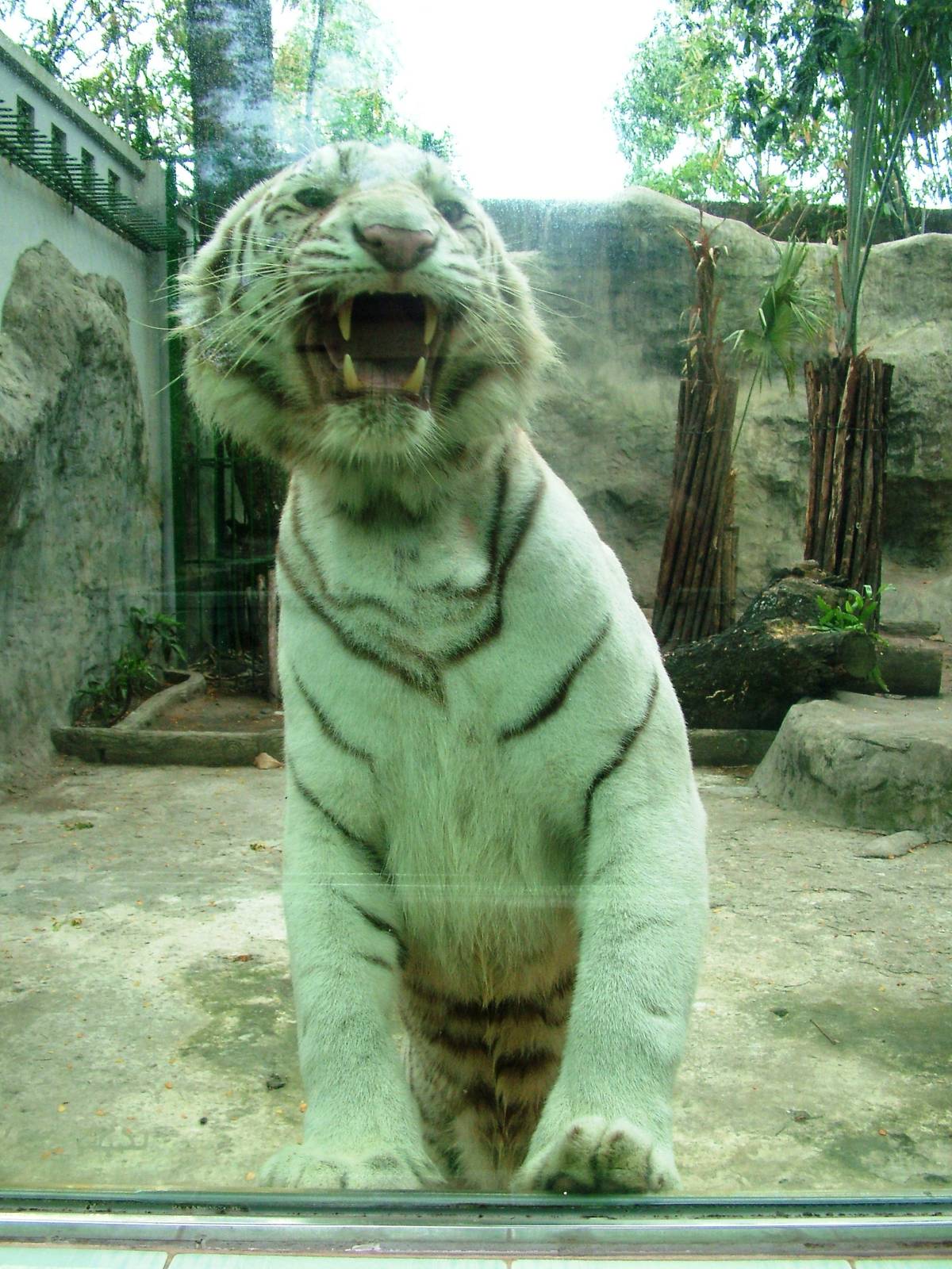 White Tiger at Saigon Zoo, 16/03/12
